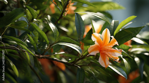 A beautiful tropical shrub with long thin leaves and a single orange blossom photo