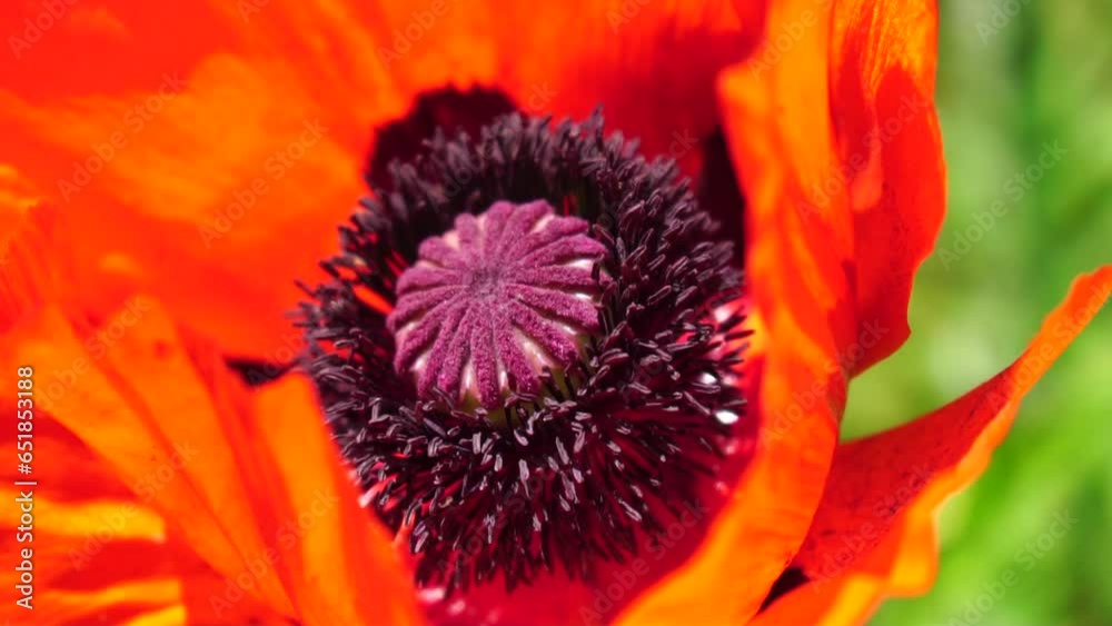 Red Poppy Flower Head close up of petal. Poppies in the meadow wild poppy field, swinging by wind. Macro. Close-up of blossoming poppies. Glade of red poppies. Soft focus blur. Papaver sp. Red Poppy Flower Head close up of petal. Poppies in the meadow wild poppy field, swinging by wind. Macro. Close-up of blossoming poppies. Glade of red poppies. Soft focus blur. Papaver sp.