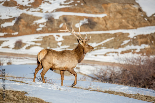 Deer in the snow against the sky and mountains. A herd of wild deer.