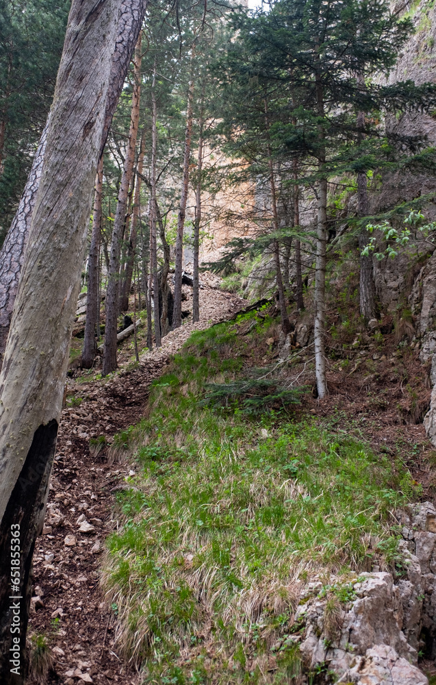 A rock-covered trail in the mountain forest climbs up the slope A rock-covered trail in the mountain forest climbs up the slope