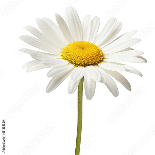 Lovely daisy flower isolated on white background