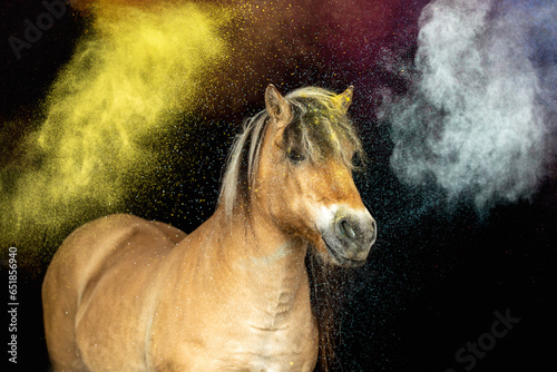Anti spook training: A horse handling colorful powder after desensitization. Horse with colorful powder on black background photo