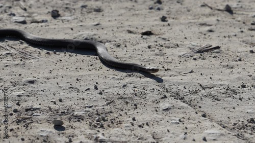 aggressive snake crawling along the sandy road. Snake in nature. Dice snake crawling on road. European viper snake photo