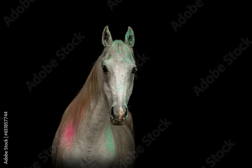 Portrait of a white arab thoroughbred horse covered in colorful powder on black background