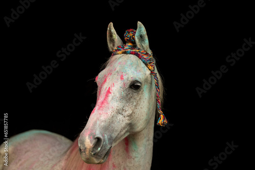 Portrait of a white arab thoroughbred horse covered in colorful powder on black background photo