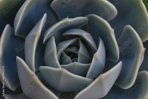 Apical photo of mexican snow ball plant (Echevaria elegans 