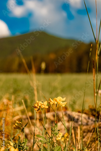 Lotus pedunculatus, greater bird's-foot trefoil, on a sunny summer day at St Johann, San Giovanni, Ahrntal valley, Pustertal, Trentino, Bozen, South Tyrol photo