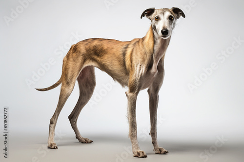 Portrait of spanish greyhound  galgo dog isolated on white background
