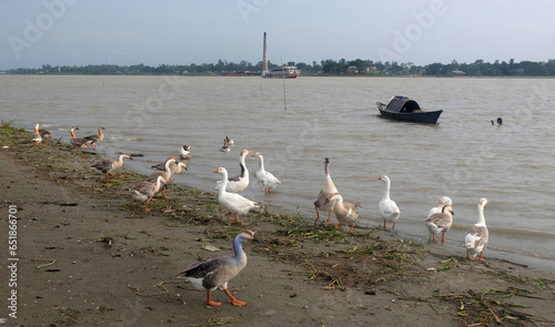 A flock of swans on the bank of a river. Concept of freedom photo