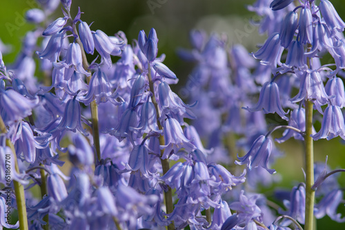 blue flowers in the garden