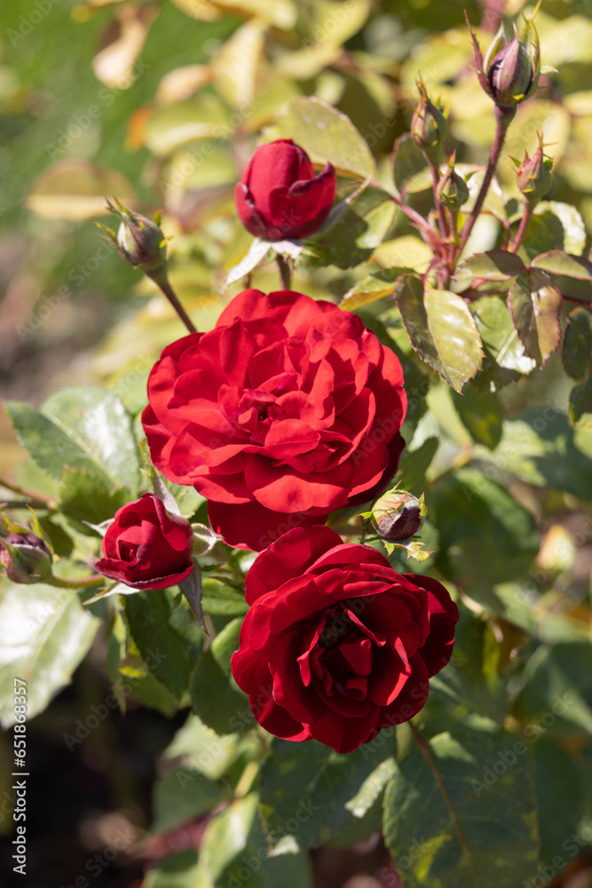 Flower. Rose. Red Flowering Rose in the Garden