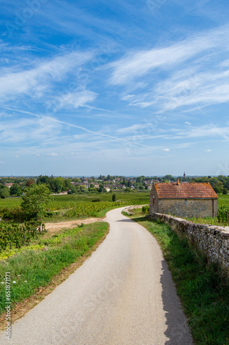 Paysage vignoble