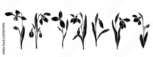 Set of silhouettes of spring snowdrop flowers.Vector graphics.