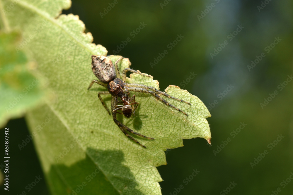 Fototapeta premium The Tmarus spider caught an ant on the leaves.