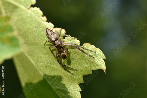 The Tmarus spider caught an ant on the leaves.