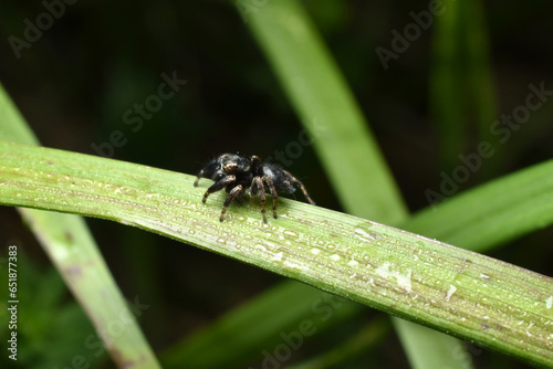 The spider Heliophanus auratus sits on the leaves.