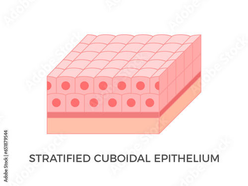 Stratified cuboidal epithelium. Epithelial tissue types. Multiple layers of cube-like cells. Occurs in the excretory ducts of sweat glands and salivary glands. Medical illustration. Vector.
