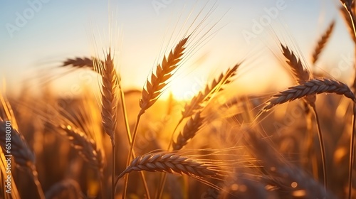 Beautiful nature sunset landscape. Ears of golden wheat close up. Rural scene under sunlight. Summer background of ripening ears of agriculture landscape. Natur harvest. Wheat field natural product.