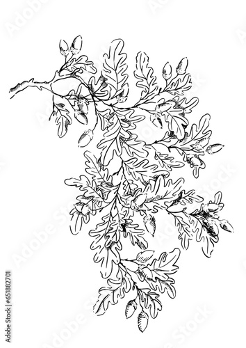 Oak tree branch with acorns isolated on white, sketched in ink