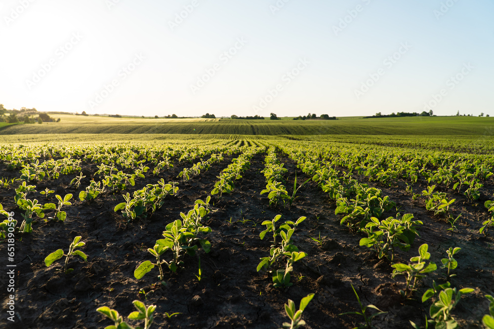 A field with small soybean plants. Beautiful organic soybean field