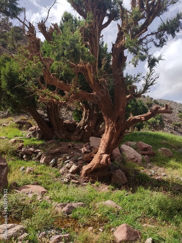 Gros plan d'un arbre isolé dans une zone vaste désertique rocheuse, plaine, entre des montagnes Atlas, ciel nuageux et menaçant, pas d'indiction, exploration inconnue, beauté naturelle, verdure