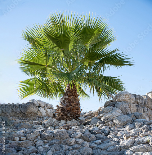 Palms at Megiddo photo