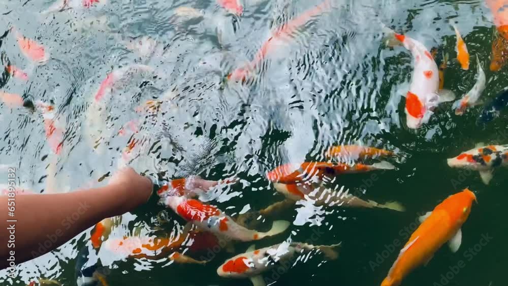 A group of koi fish in the pond