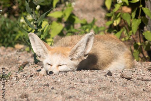 Fennec fox