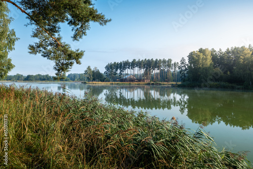 Beautiful nature. Reservoir on the Wieprz River. Pine trees reflecting in the water in the foreground. The island in the background. Pine forests. Morning light. Roztocze, Krasnobrod, Poland