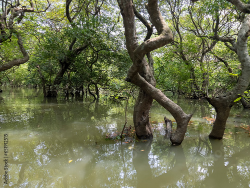 swamp forest photo