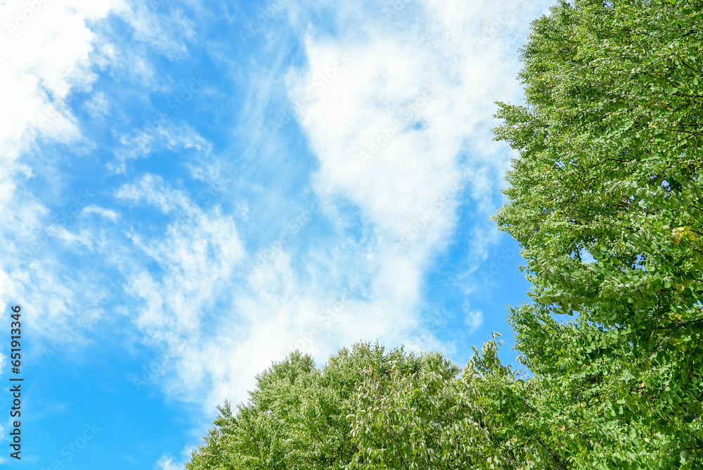 Obraz premium 青空と木01