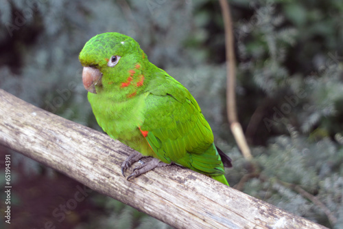 Photography Beautiful green birds . Brazil 09.24.2023