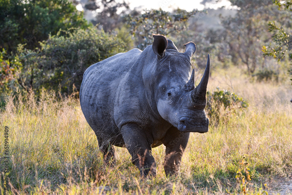 Fototapeta premium Grosses Nashorn mit vollem Horn
