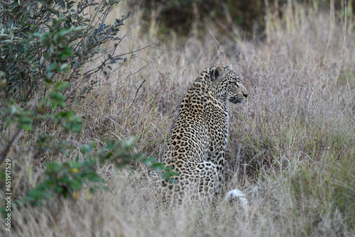 Leopard sitzt im hohen Gras