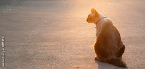 Banner for website of Siamese cat with blue eyes sitting on cement floor with sunset. Blue diamond cat sitting on the road. Thai cat looking something with copy space.