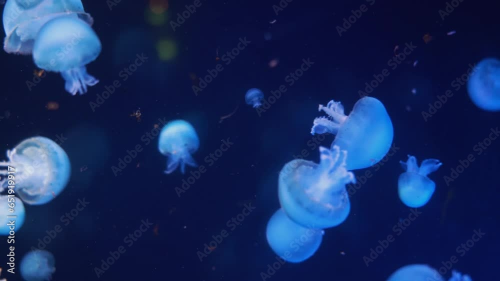 Close up view of the Jellyfish Close up view of the Jellyfish