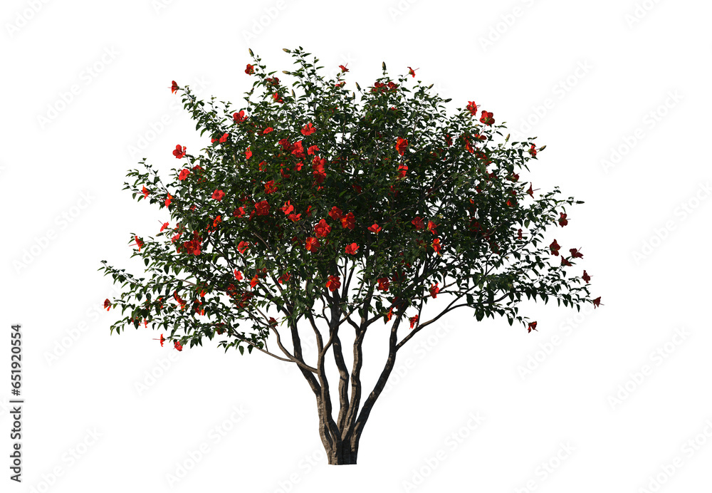 Fototapeta premium Hibiscus rosa sinensis, Chinese hibiscus, China rose, Hawaiian hibiscus, rose mallow, shoeblack plant, schrub, small tree, bush, tree, big tree, light for daylight, easy to use, 3d render, isolated