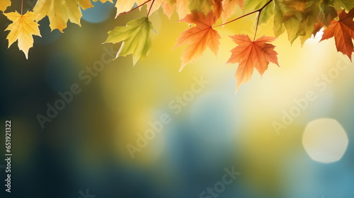 Autumn natural background  design  banner or template. Yellow and red maple leaves are flying and falling down. Autumnal landscape.