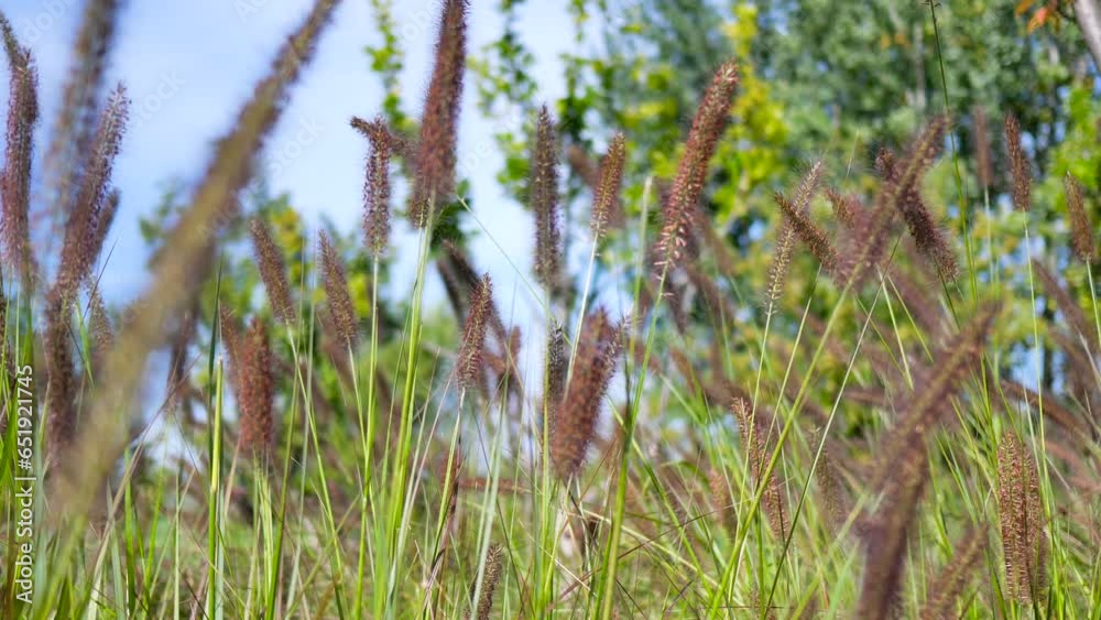 Setaria growing in the park Setaria growing in the park