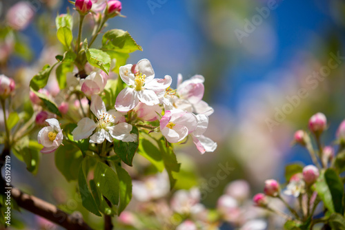 Pink flowers bloom on the trees. Spring landscape with cherry blossoms. Beautiful blooming garden on a sunny day. Copy space for text.