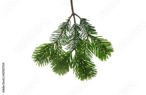 Christmas tree branch isolated on white transparent background, PNG. Xmas spruce, green fir pine twig closeup