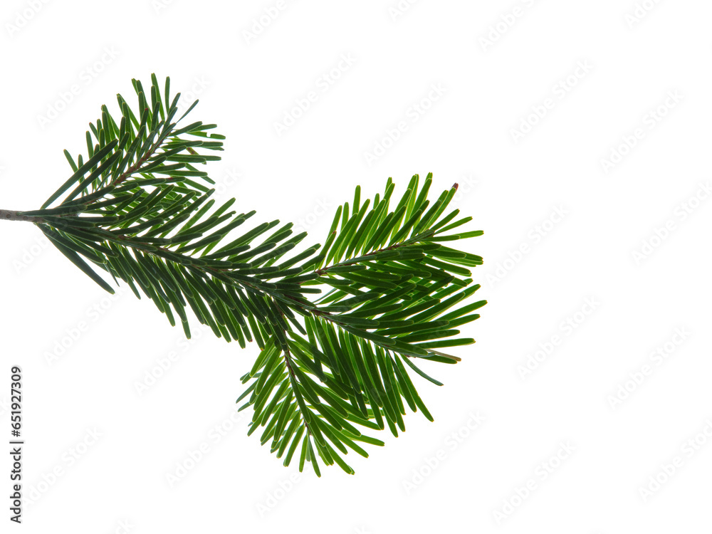 Christmas tree branch isolated on white transparent background, PNG. Xmas spruce, green fir pine twig closeup