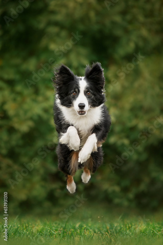 border collie dog jumping in the air cool photos of dogs
