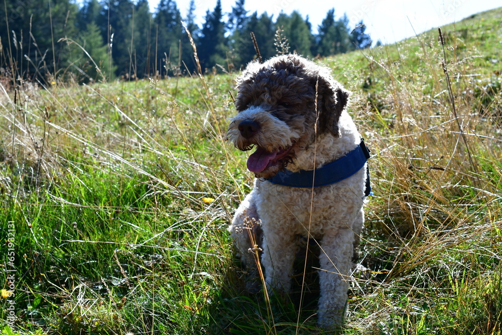 Fototapeta premium Portrait eines Lagotto Romagnolo Hundes