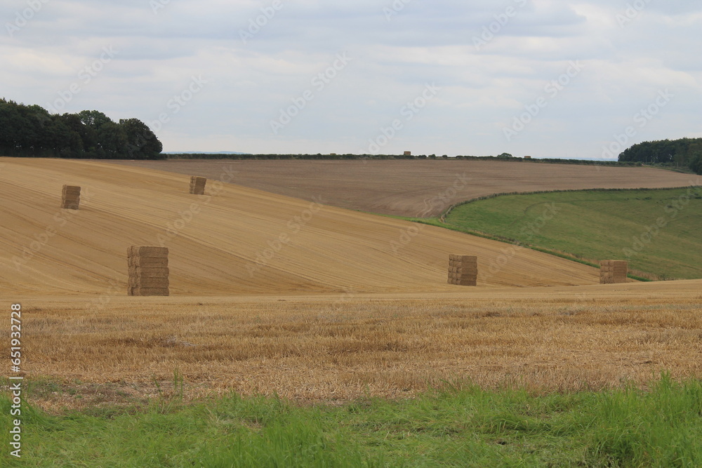 Market Weighton East Riding of Yorkshire August  23rd
2023 Square bales of hay in a field waiting to be harvested on a summers day in the UK