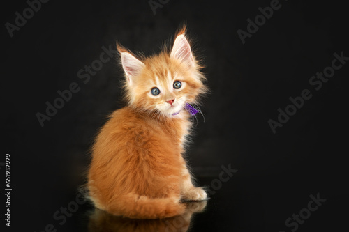Maine Coon kittens, beautiful photos of cats in the studio on a black background © Kate