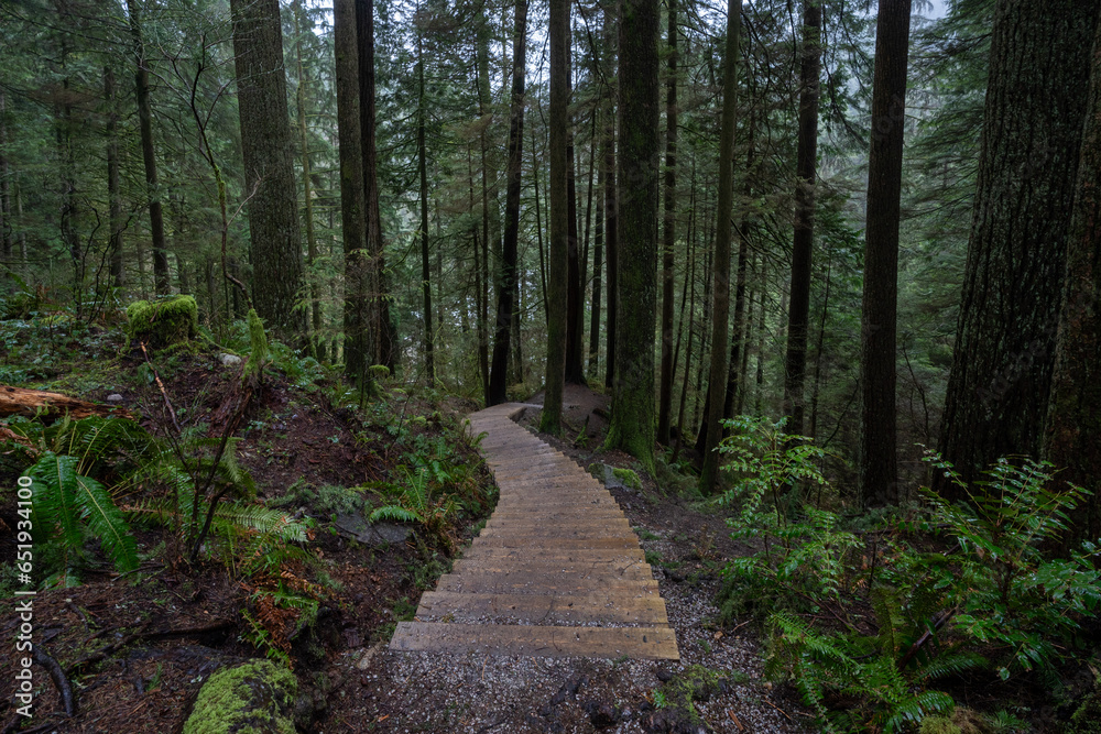 Obraz premium Stair path in the rainforest