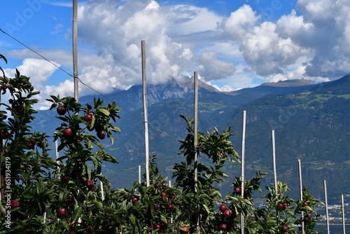 Apfelbäume und Berge bei Tisens in Südtirol  photo