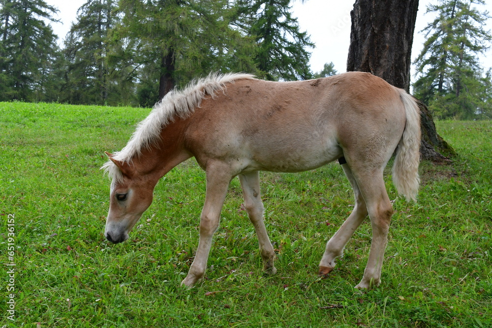 Ein Haflinger Pferd auf der Weide am Salten in Südtirol Ein Haflinger Pferd auf der Weide am Salten in Südtirol