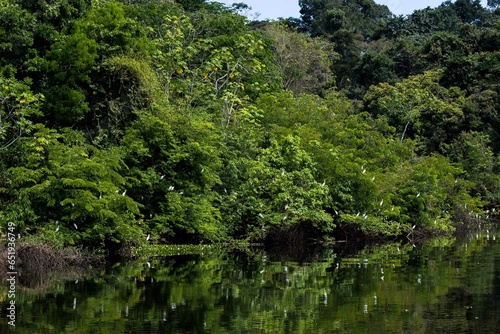 Lago do Cunia e porto velho Rondonia Brasil Floresta amazoniaca 